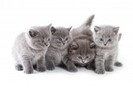 Pronuncia inglese di GREY CATS